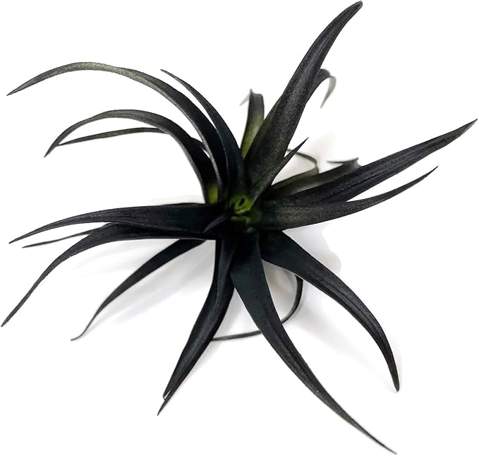 Colored Capitata Air Plant, Tillandsia, Airplant, Air Purification, House Plant, Home Decor & Gift, Live Plant (Flat Black)