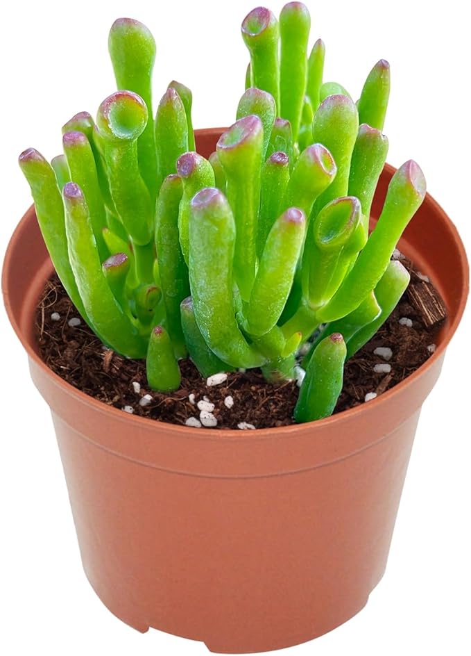 Live Succulents 'Gollum-Jade' (4-inch), Succulent Plants Fully Rooted in Pots with Soil, Easy-Care House Plant for DIY, Home Office Decor, Wedding Party Favor
