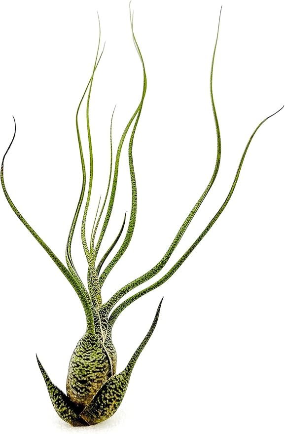 Live Air Plants - Tillandsia Butzii, Jumbo 7-9" - 5ct - Live Arrival Guaranteed - House Plants for Home Decor & Gift