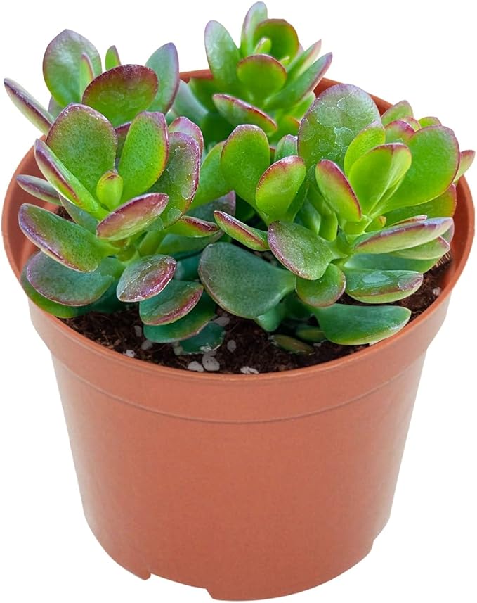 Live Succulents Dwarf Jade (4-inch), Succulent Plants Fully Rooted in Pots with Soil, Easy-Care House Plant for DIY, Home Office Decor, Wedding Party Favor