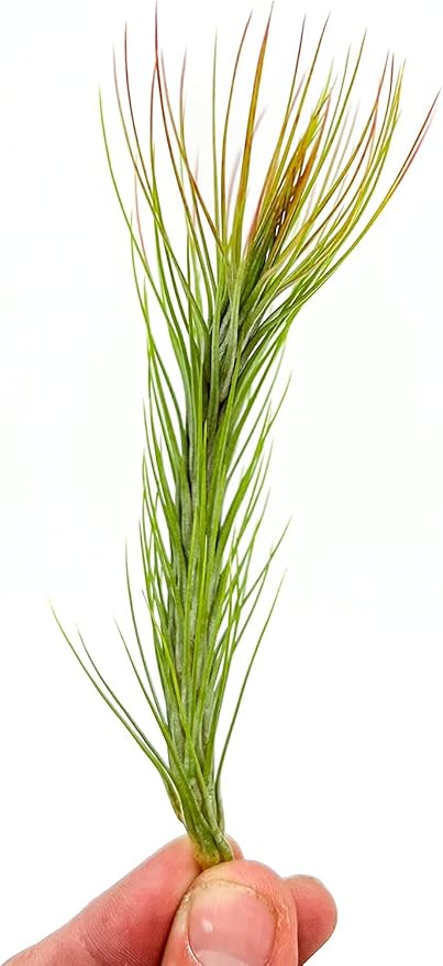 Air Plants - Tillandsia Funckiana Hybrid, Large 5-7" - 3ct - Live Arrival Guaranteed - House Plants for Home Decor & Gift