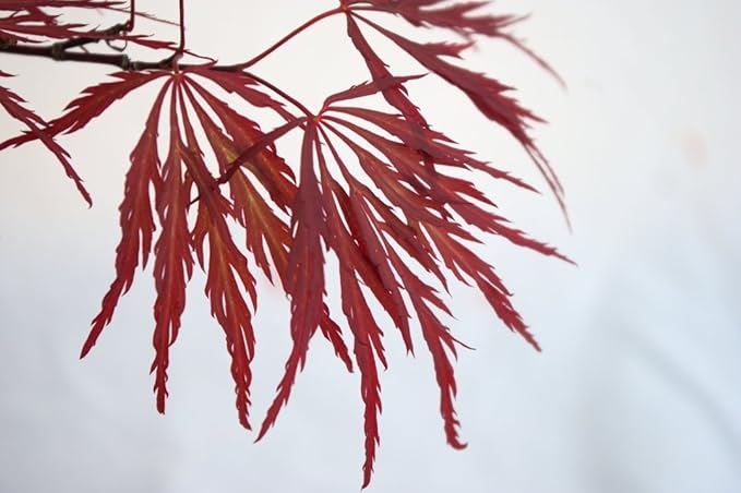 Red Dragon Weeping Lace Leaf Japanese Maple 2 - Year Live Plant