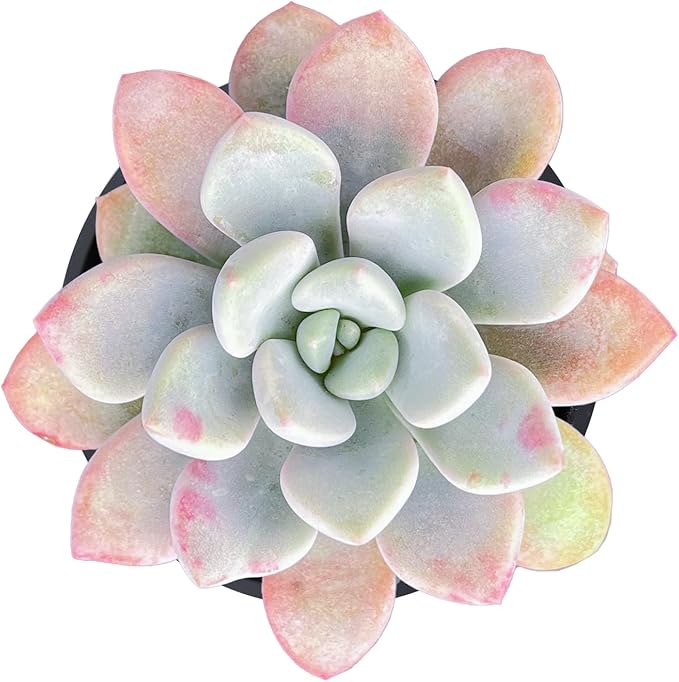 Live Succulent Echeveria 'Mottled Deer', Approx 2-inch Large, Potted Succulents, Fully Rooted, Easy Care House Plants