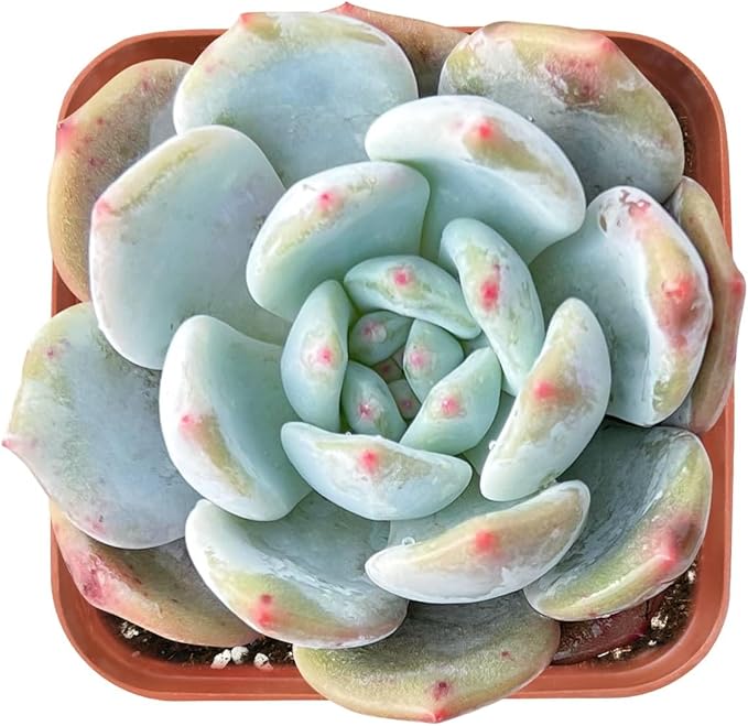Live Succulent Graptoveria 'Orange Sorbetess', Approx 2-inch Large, Potted Succulents, Fully Rooted, Easy Care House Plants
