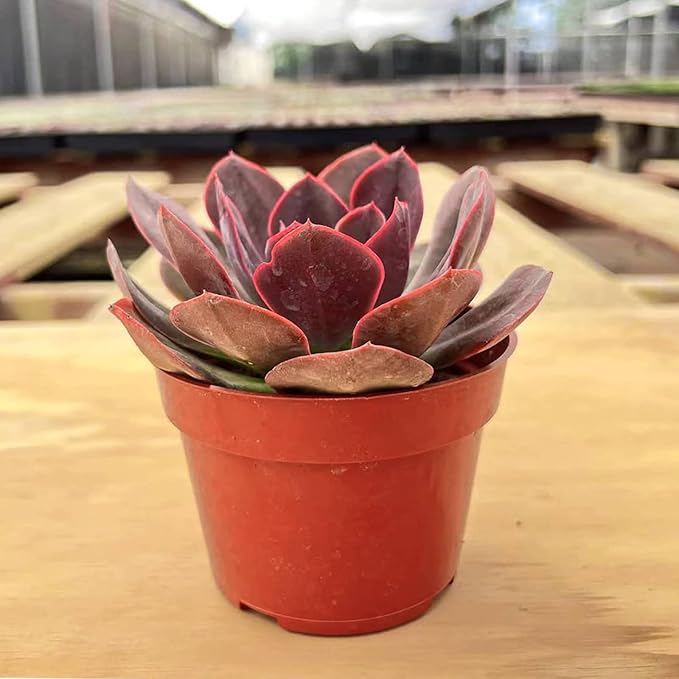 4-inch Succulent Echeveria 'Rob Roy', Live Succulents Plants Fully Rooted in Pots with Soil, Easy-Care House Plants for DIY, Home Office Decoration
