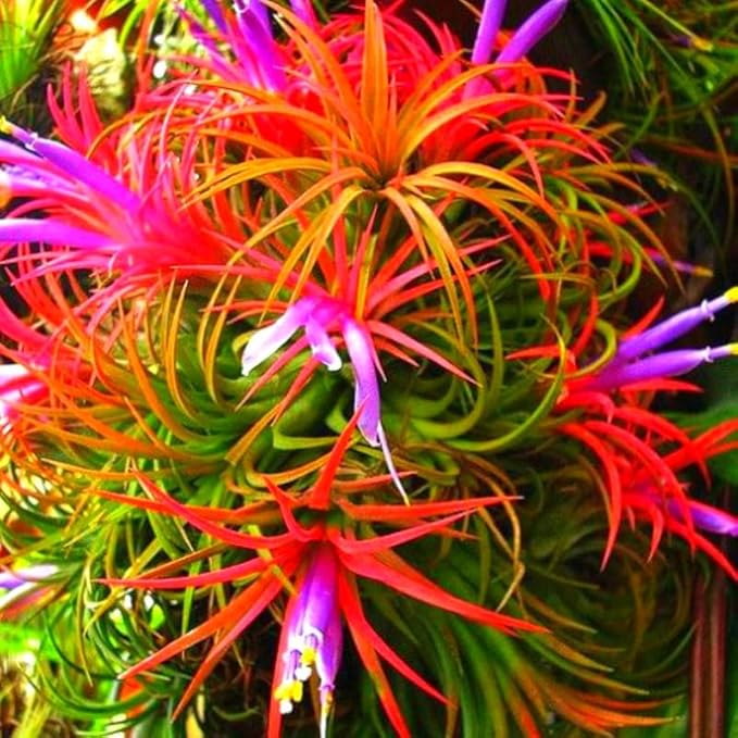 12 Air Plants, Tillandsia Air Plants Live Houseplants for Garden, Red Lonantha Tillandsia Plant