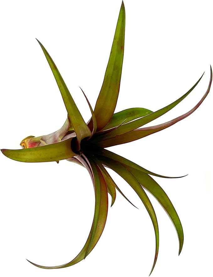 Air Plants - Tillandsia Red Capitata, Large 5-7” - 2 ct - Live Arrival Guaranteed - House Plants for Home Decor & Gift