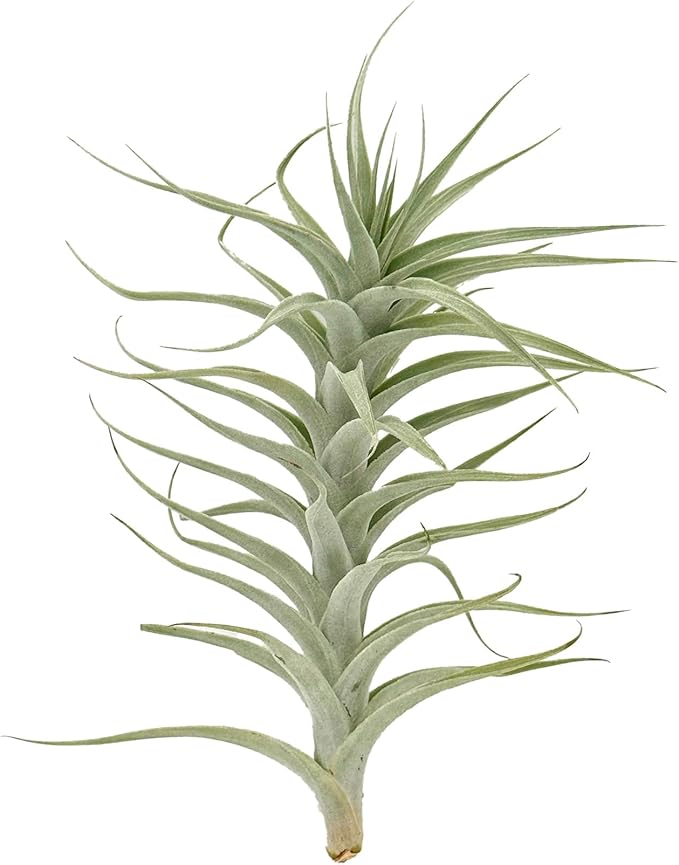 Live Air Plants - Tillandsia Albida 7-12" - 3ct – ragnaroc Live Indoor Plant - Live Arrival Guaranteed - House Plants for Home Decor & Gift