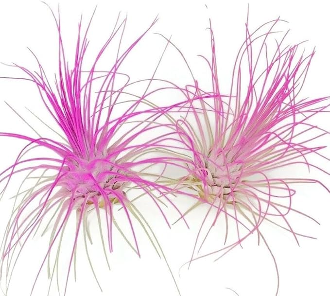 Thin Air Plant, Guatemala Tillandsia Live Airplant, Healthy Arrival Guaranteed, Great Indoor Plant, Home Decor & Gift (2 Pink)