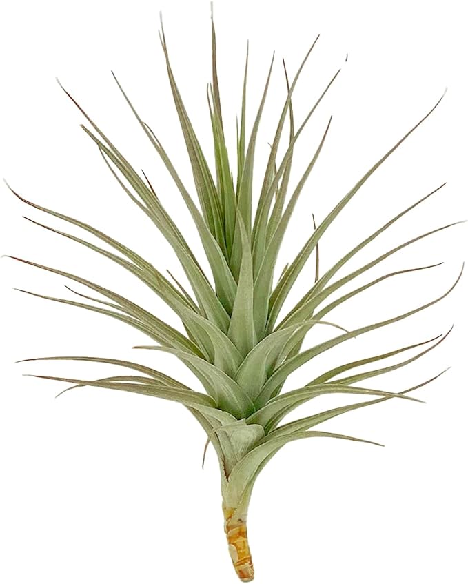 Air Plants - Flowering Tillandsia Lilla Lilac, Large 5" - 3ct - Live Arrival Guaranteed - House Plants for Home Decor & Gift