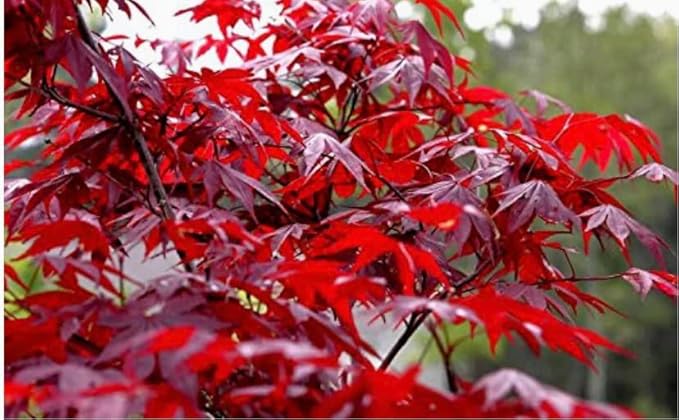 Red Japanese Maple Trees 2-Pack – Live Plants, 2-3 Ft Tall, Stunning Foliage