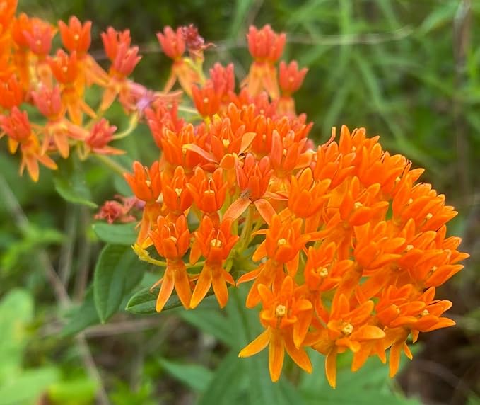 32 Live Butterfly Milkweed Plants (Asclepias tuberosa) Perennial Wildflowers from My Home Park – Individually Potted in 4” Pots – 4–8” Tall on Arrival – Not Seeds – Blooms in Mid-Summer – Zones 4-8
