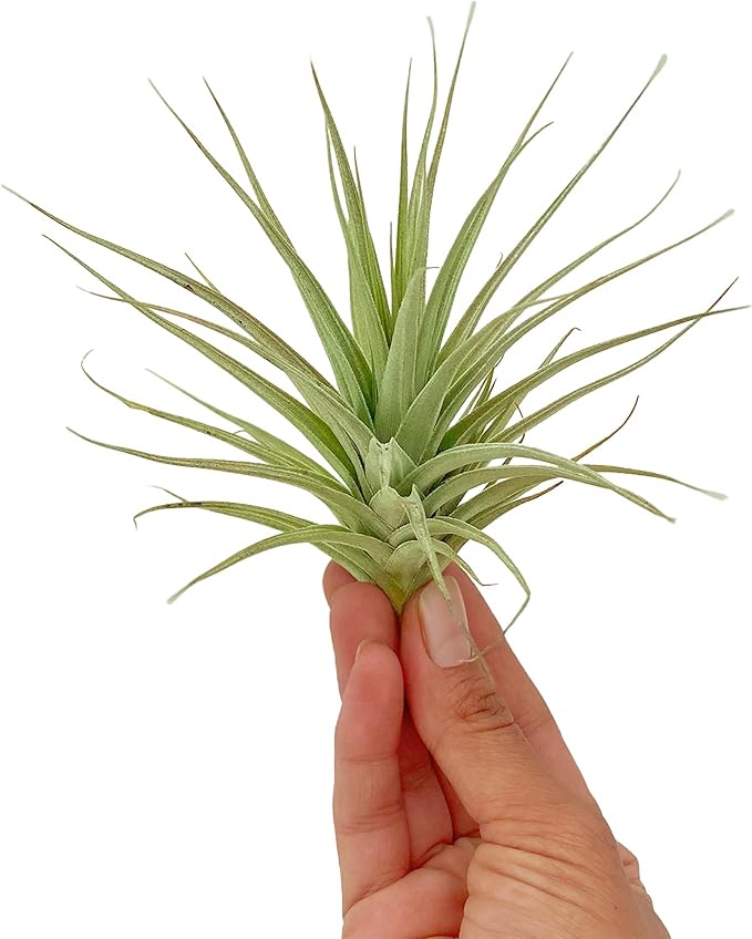 Air Plants - Flowering Tillandsia Lilla Lilac, Large 5" - 1ct - Live Arrival Gauranteed - House Plants for Home Decor & Gift