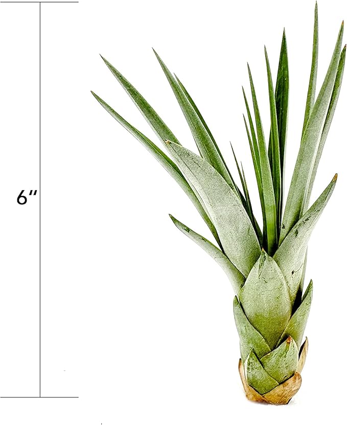Air Plants - Tillandsia Fasciculata Tricolor, Large 4-6" - 5ct - Live Arrival Guaranteed - House Plants for Home Decor & Gift