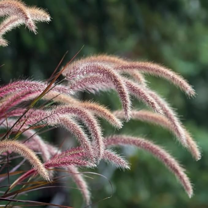 Pack 3 Fountain Grass Plants Live, 5-9 Inch Tall, Ornamental Grasses Live Plants Perennial, Well-Rooted Perennial Grass Clumps (Purple Fountain Grass)