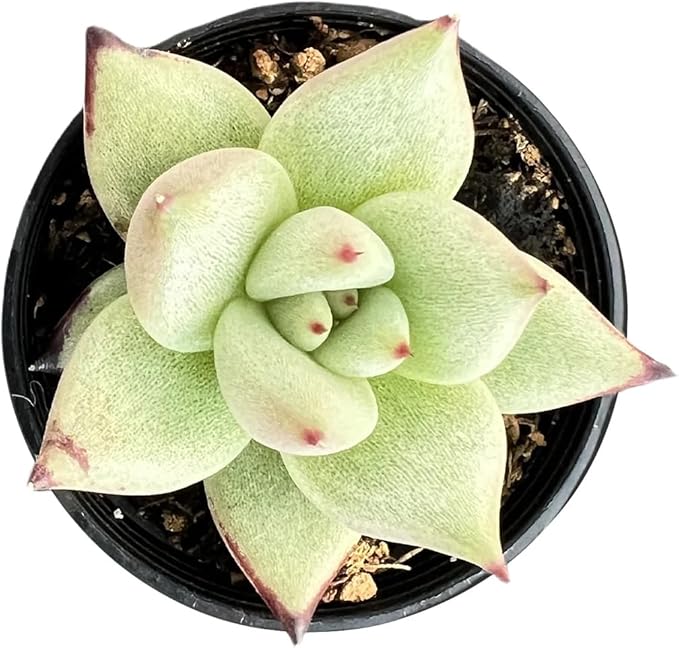2" Rare Succulent Echeveria 'A.Ebony', Live Succulents Plants Fully Rooted in Grower Pots, Unique Gift for Wedding Favor, Party Favor