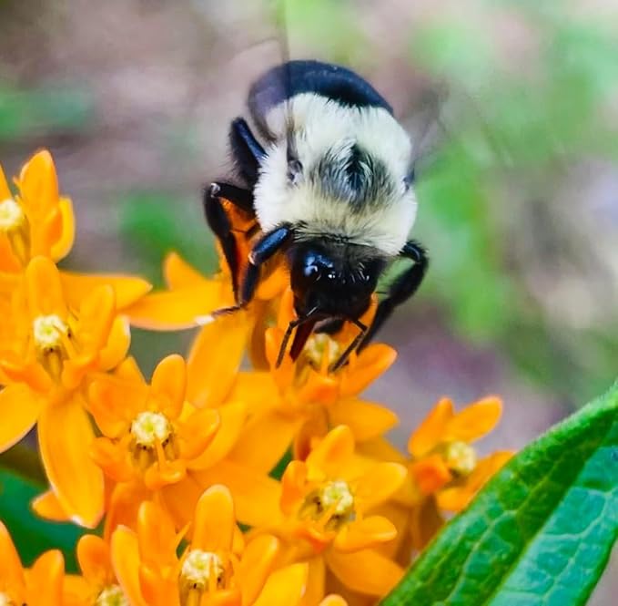 3 Live Butterfly Milkweed Plants (Asclepias tuberosa) Perennial Wildflowers from My Home Park – Individually Potted in 4” Pots – 4–8” Tall on Arrival – Not Seeds – Blooms in Mid-Summer – Zones 4-8