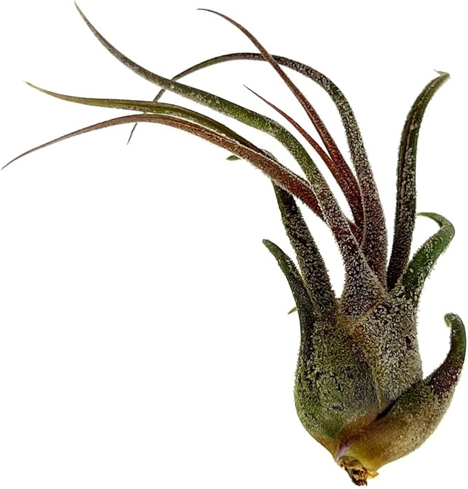Air Plants - Tillandsia Pruinosa, Large 3-5" - 3ct - Live Arrival Guaranteed - House Plants for Home Decor & Gift