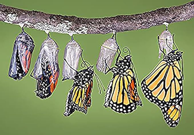 Blood Flower Milkweed Seeds - Food and Host Plant for Monarch Butterflies…