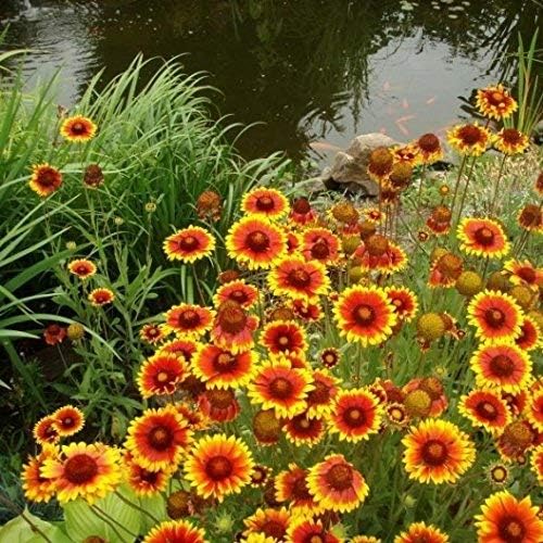Non GMO Bulk Annual Gaillardia Blanket Flower Seed -Gaillardia pulchella (5 Lbs)