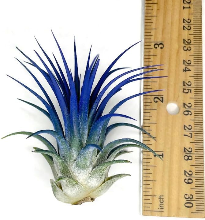 Ionantha Guatemala Tillandsia Air Plant, Guatemala Tillandsia Live Airplant, Healthy Arrival Guaranteed, Great Indoor Plant, Home Decor & Gift (Blue)