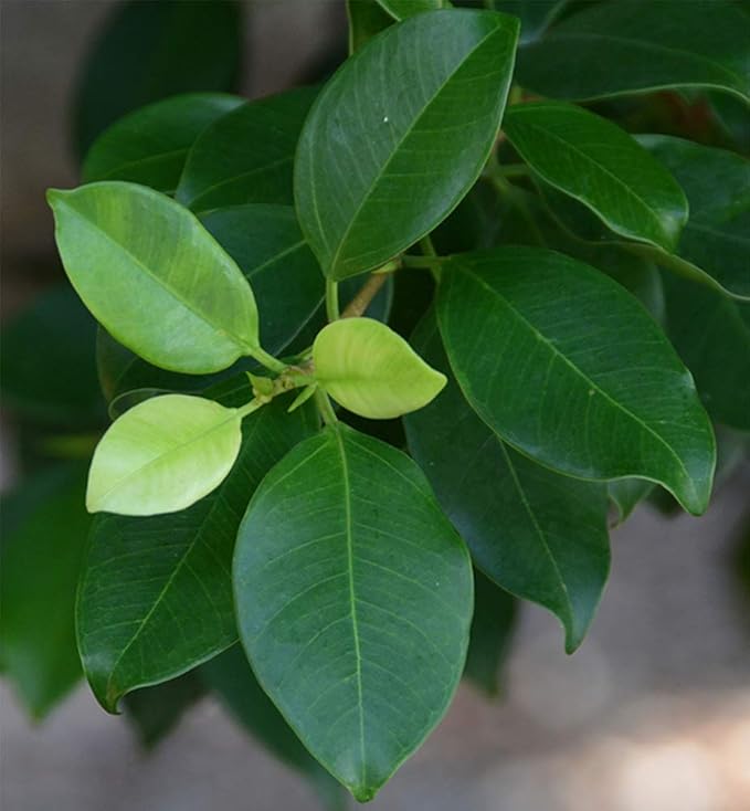 American Plant Exchange Ficus Ginseng Microcarpa – 4-Inch with Pot – Live Easy Care Bonsai Tree, Air Purifying Indoor Plant for Home, Office, or Zen Décor
