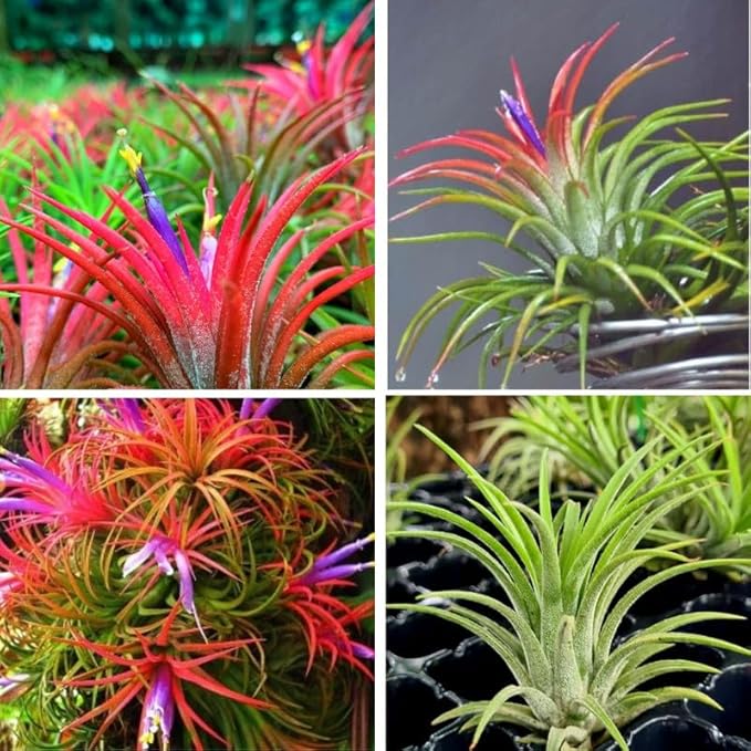 8 Air Plants, Tillandsia Air Plants Live Houseplants for Garden, Red Lonantha Tillandsia Plant, Air Plant