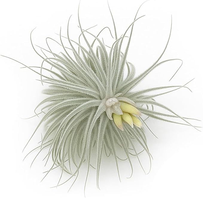 Live air Plant - Tillandsia Tectorum Air Plant 4-6" – 3ct – Unique Shape with Silvery Fuzz – Low Maintenance Houseplant – Perfect for Decor, Terrariums, Gifts - Live Arrival Guaranteed