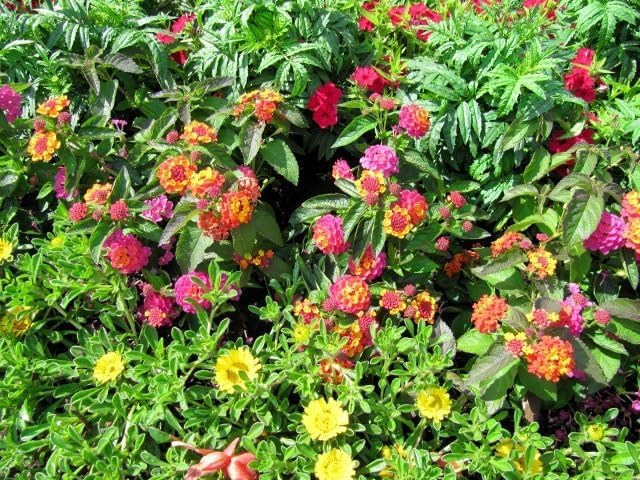 Lantana Confetti | 20 Live Plants | Lantana Camara | Colorful Garden Shrub | Drought Tolerant Perennial Plants