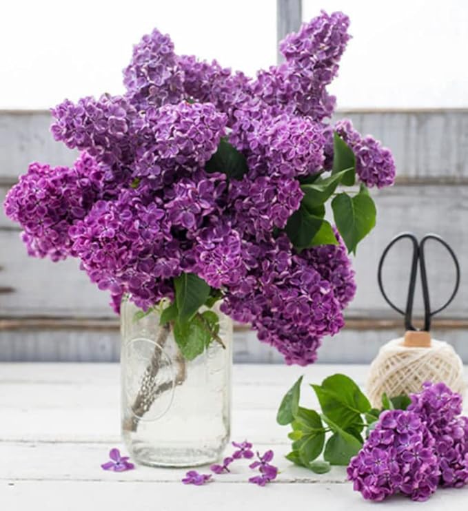 Two Pack of Common Old Fashioned Lilac Bushes - Fragrant Lavender Purple Flowers - 2 Live Plants 1 to 2 Feet Tall - Attract Hummingbirds and Butterflies