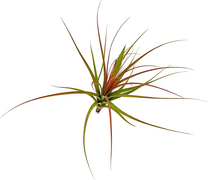Live Air Plants - Tillandsia Concolor, Jumbo 6-8" - 1ct - Live Arrival Guaranteed - House Plants for Home Decor & Gift