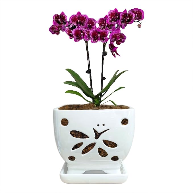 Orchid Pots with Holes Square Ceramic Orchid Planter Pots 5.5 inch (White)