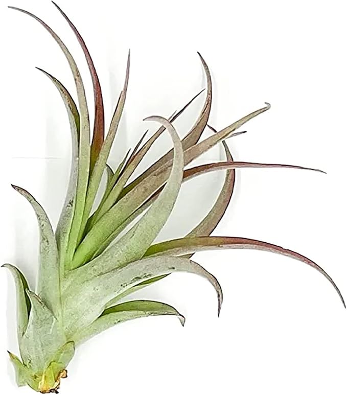 Air Plants - Tillandsia Brachycaulos Multiflora, Jumbo 5-7" - 1 ct - Live Arrival Guaranteed - House Plants for Home Decor & Gift