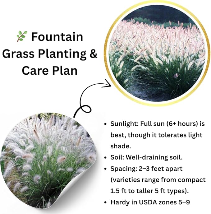 Pack 3 Fountain Grass Plants Live, 5-9 Inch Tall, Ornamental Grasses Live Plants Perennial, Well-Rooted Perennial Grass Clumps (White Fountain Grass)