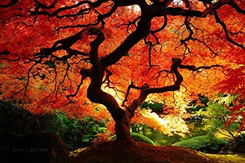 Red Dragon Weeping Japanese Maple - 3 Year Live Plant