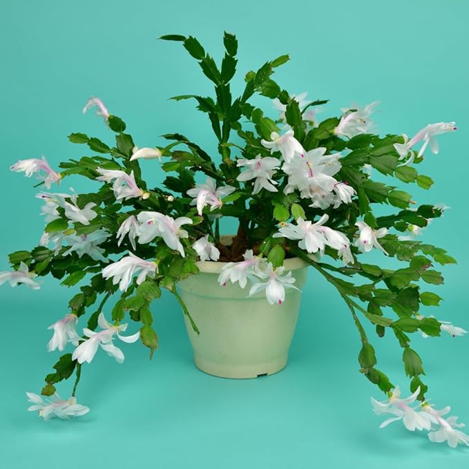 TriStar Plants - Thanksgiving Cactus - 4" inch Pot, Fasle Christmas Cactus, Easter Cactus, Holiday Plant, Winter Flowers, Christmas Plants, Winter Blooms (White)