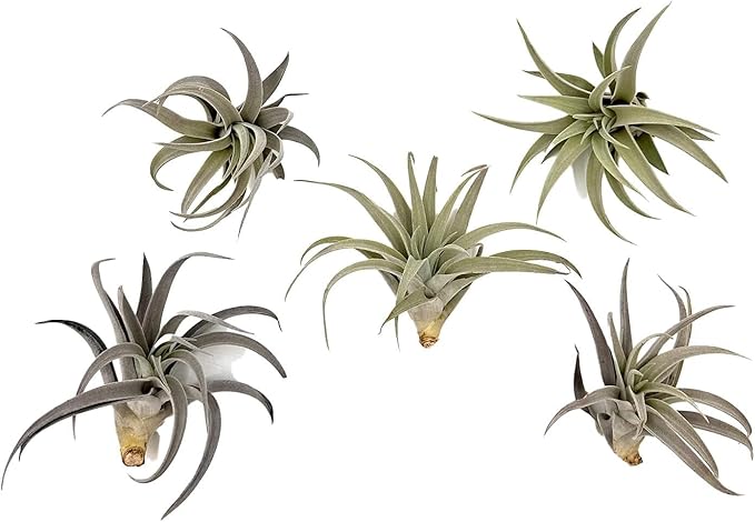 Air Plants - Flowering Tillandsia Harrisii, Large 3-5" - 5ct - Live Arrival Guaranteed - House Plants for Home Decor & Gift