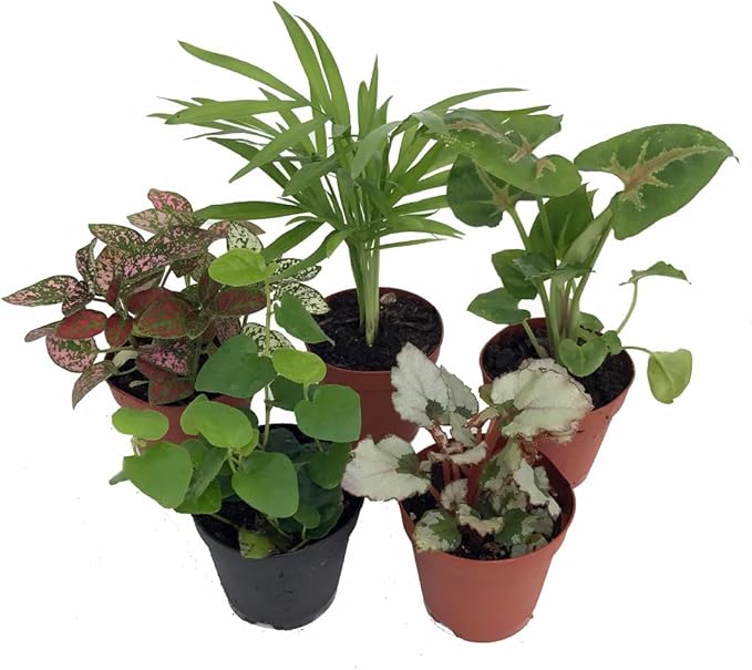 Hirt's Terrarium Kit with 5 Terrarium Plants and 5 Ferns