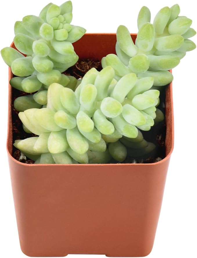 Live Succulent Donkey Tails, Approx 2-inch Large, Potted Succulents, Fully Rooted, Easy Care House Plants