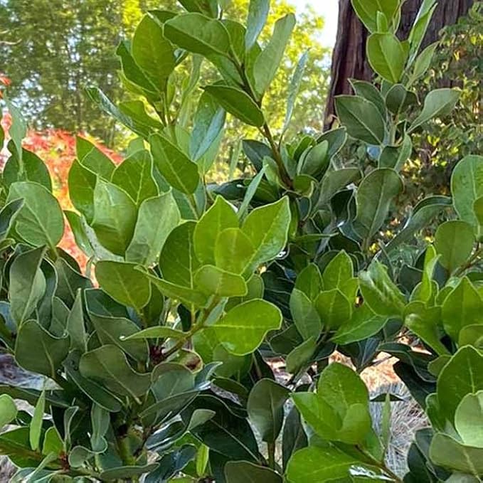 Mediterranean Bay Leaf, Bay Laurel Live Plant. Saratoga/Standard Varieties - Laurus Nobilis. Fragrant, Fresh, Edible. Pots/Ground Planting. Mild/Strong Flavor (2 Srtg + 2 Std Bay Plants in Cup)