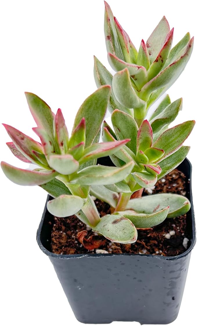 Live Succulent Crassula rubricaulis 'Candy Cane', Approx 2-inch Large, Potted Succulents, Fully Rooted, Easy Care House Plants