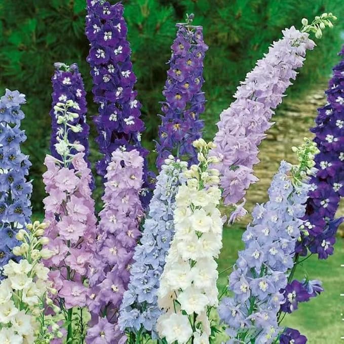Consolida Ajacis Larkspur Flower Seeds Pack of 500+ Flower Seeds for Planting