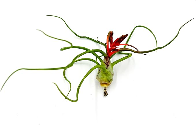 Air Plants - Flowering Tillandsia Bulbosa Belize, Giant 7-9" - 5ct - Live Arrival Guaranteed - House Plants for Home Decor & Gift