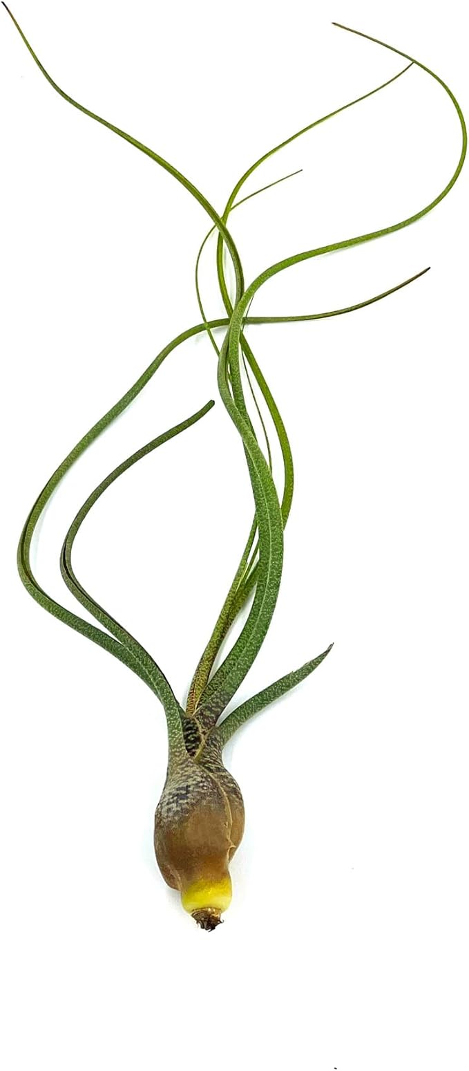 Live Air Plants - Tillandsia Butzii, Jumbo 7-9" - 1ct - Live Arrival Guaranteed - House Plants for Home Decor & Gift