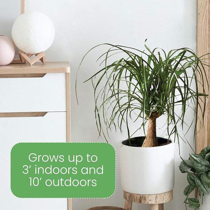 American Plant Exchange Ponytail Palm – 10-Inch Pot – Live Large Bonsai Plant, Pet Safe Indoor Tree, Easy Care Air Purifying Houseplant for Home, Office, or Gift Decor