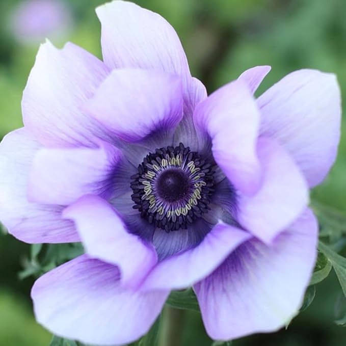 Easy to Grow Anemone Italian Mistral Plus Azzurro - 10 Plant Bulbs, Lavender-Blue Flowers in Spring, Full Sun