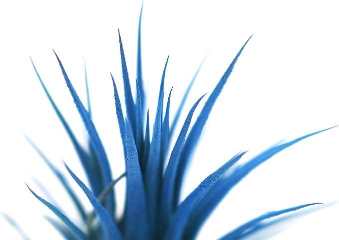 Live Extra Large Tillandsia Ionantha Guatemala Colorful Air Plant 3+ inch Enhanced Color Easy Care Indoor Outdoor Home Decor Gift Airplant by Awesome Industries (Light Blue XL)