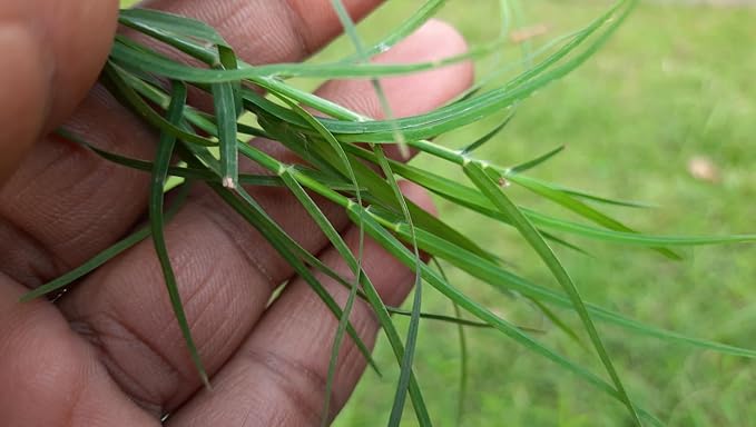 Brownie Brand Majestic Hulled Bermudagrass Seed | Premium Turf Grass for Dense, Drought-Resistant Lawns | Fast-Growing, Heat-Tolerant, Certified Seed for High-Traffic Areas. (10 Pound)