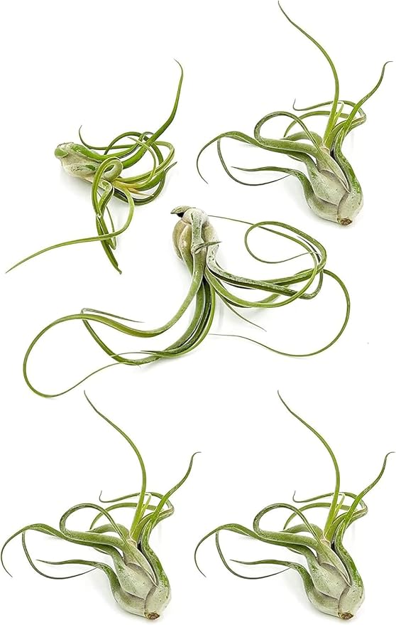 Air Plants - Flowering Tillandsia Caput Medusae, Large 5-7" - 5ct - Live Arrival Guaranteed - House Plants for Home Decor & Gift