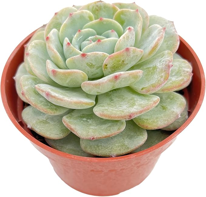 Live Succulent Plants Echeveria 'BlancMount', Easy Care Potted Succulents, Approx 4" D x 4" H, Indoor Houseplant, Unique Gifts, Home Office Décor